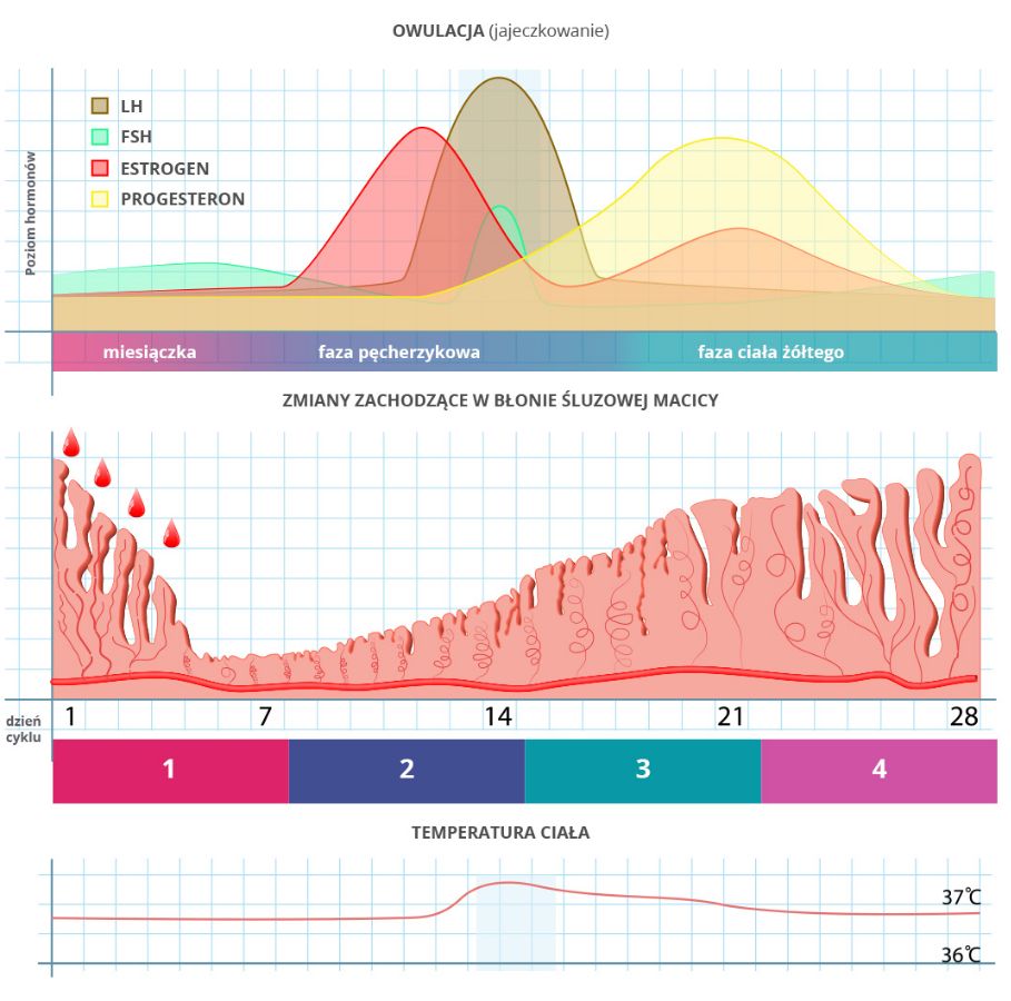 Cykl miesiączkowy - poszczególne fazy i zmiany poziomu hormonów | Hemorigen femina